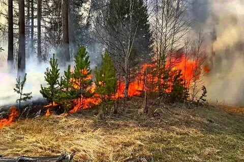 Памятка Действия населения при лесных пожарах.