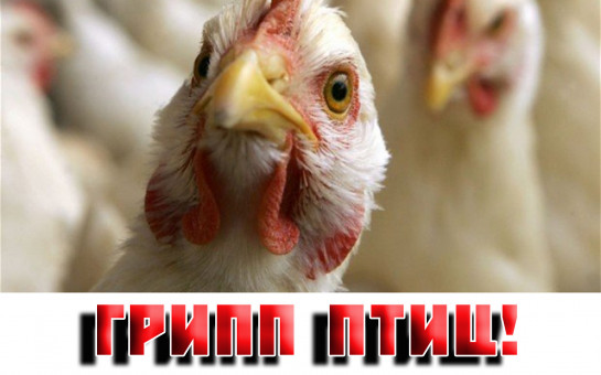 Меры по профилактике гриппа птиц.. Меры по профилактике гриппа птиц..